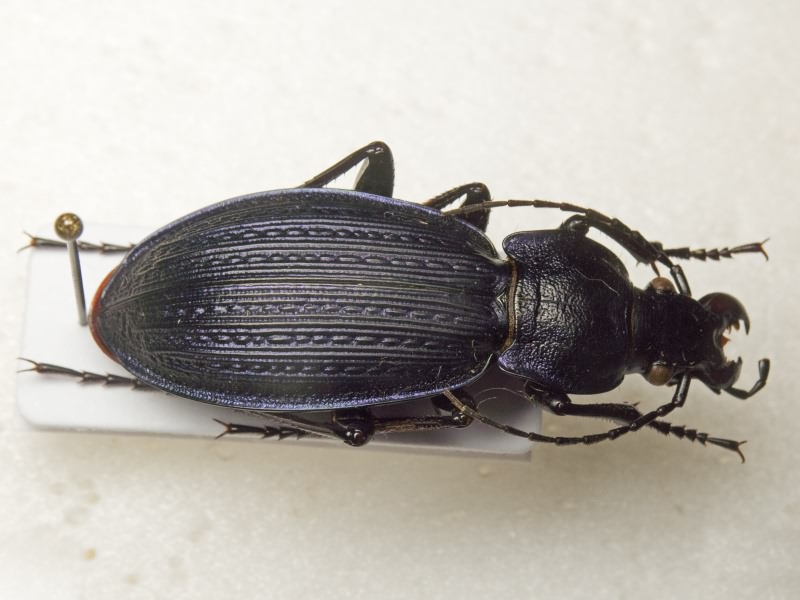 Carabus monilis Fabricius, 1792